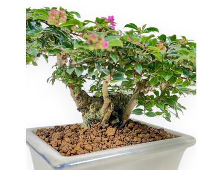 Lagerstroemia - Kreppmyrte - 16 cm