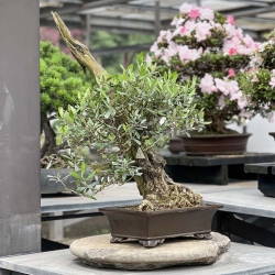 Olea europaea - 90 cm