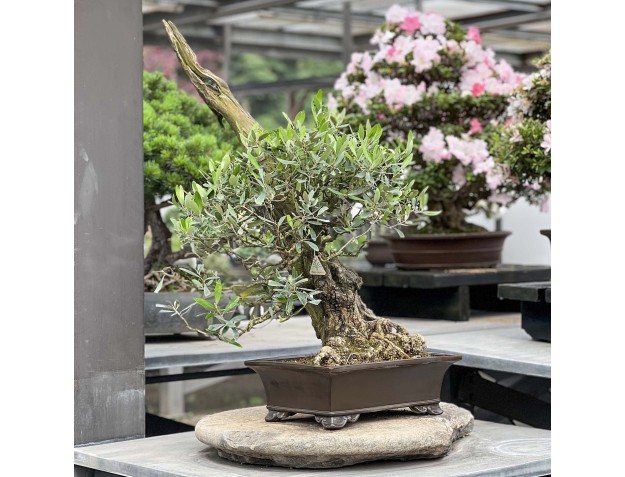 Olea europaea - Olivier européen - 90 cm