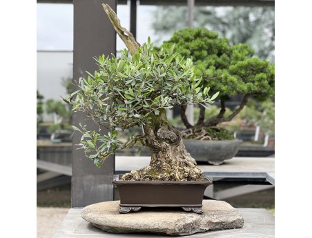 Olea europaea - Olivier européen - 90 cm