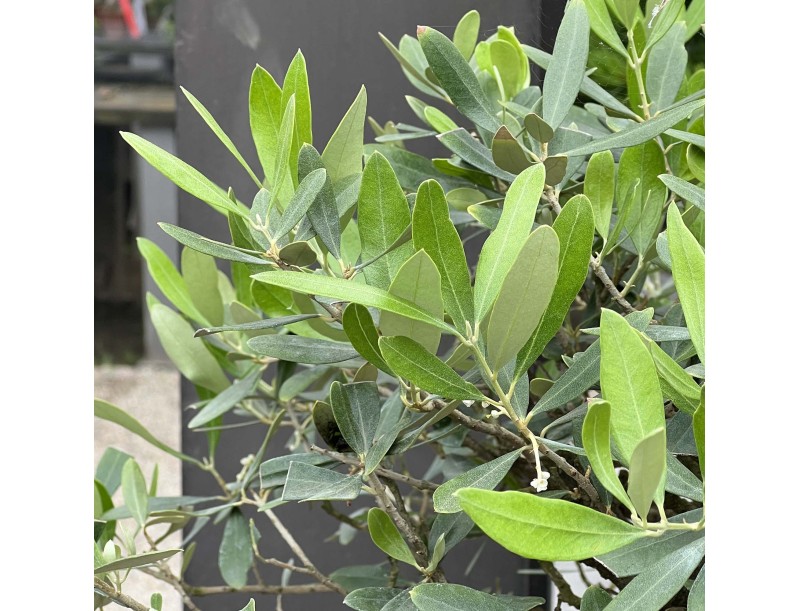 Olea europaea - Olivo - 90 cm