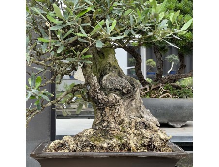 Olea europaea - Olivo - 90 cm