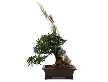 Olea europaea - Olivo - 90 cm