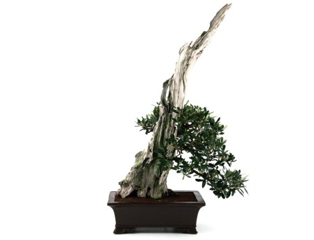 Olea europaea - Olivier européen - 90 cm