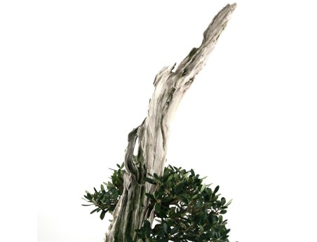 Olea europaea - Olivier européen - 90 cm