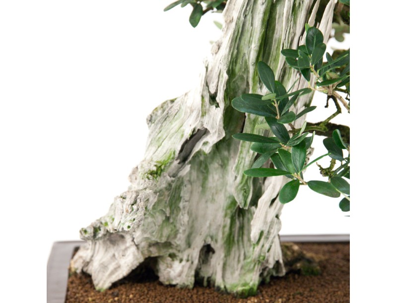 Olea europaea - 90 cm