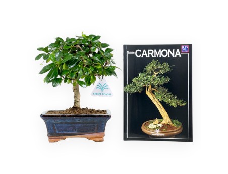 Carmona Set & Mini-Guía