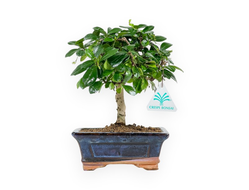 Carmona Set & Miniguide