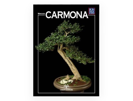 Set Carmona & Miniguida