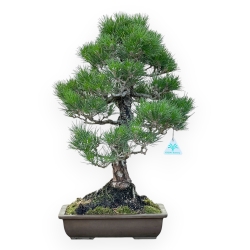 Pinus Thunbergii - 58 cm