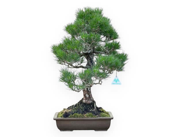 Pinus Thunbergii - Black Pine - 58 cm