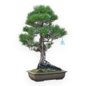 Pinus Thunbergii - 58 cm