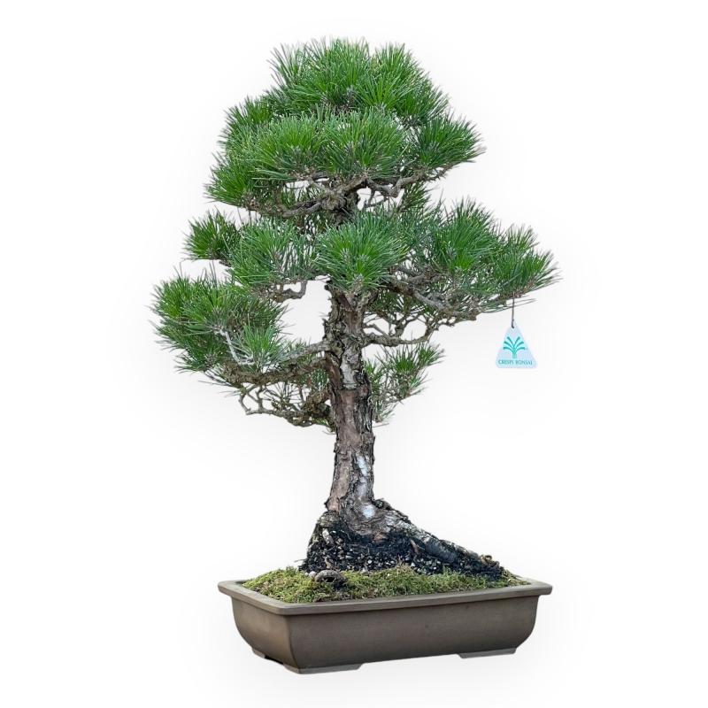 Pinus Thunbergii - 58 cm
