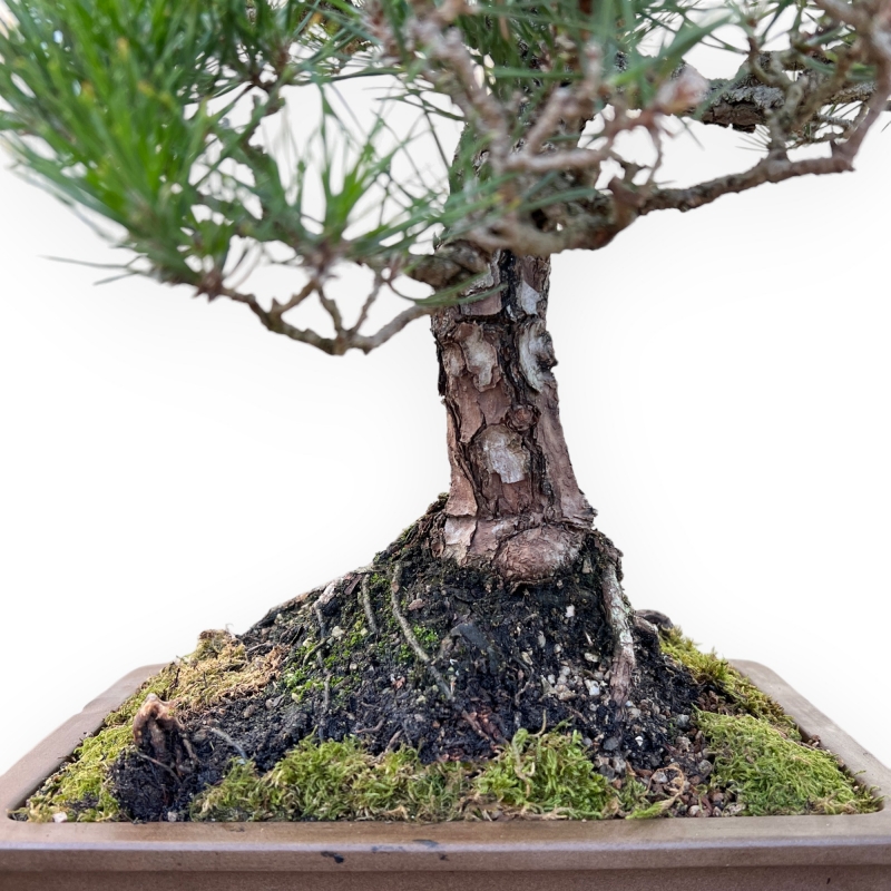 Pinus Thunbergii - 58 cm