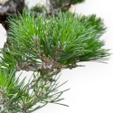 Pinus Thunbergii - 58 cm