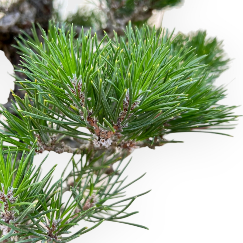 Pinus Thunbergii - 58 cm