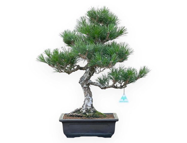 Pinus Thunbergii - Black Pine - 58 cm
