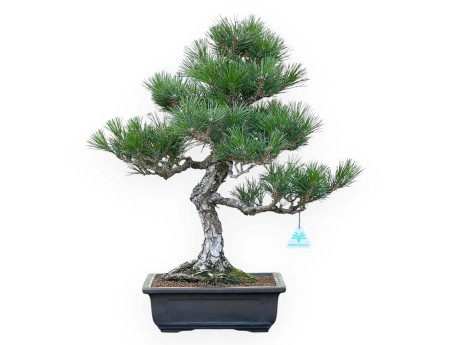 copy of Pinus Thunbergii - 58 cm