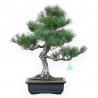 Pinus Thunbergii - Pin Noir - 58 cm