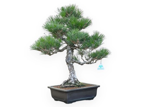 Pinus Thunbergii - Pino Nero - 58 cm