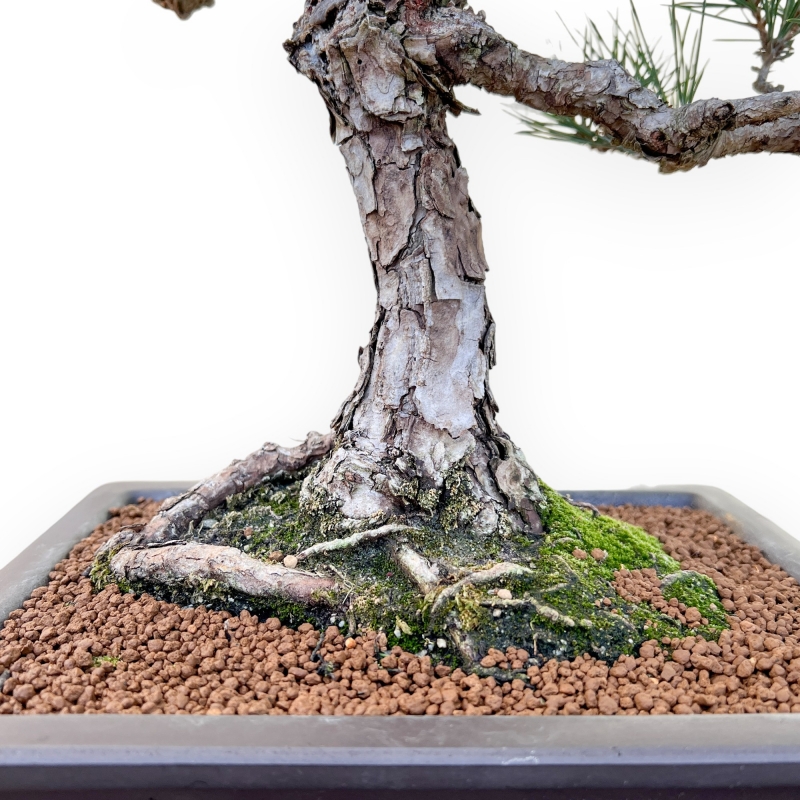 Pinus Thunbergii - Pin Noir - 58 cm