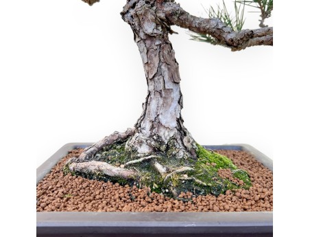Pinus Thunbergii - Black Pine - 58 cm