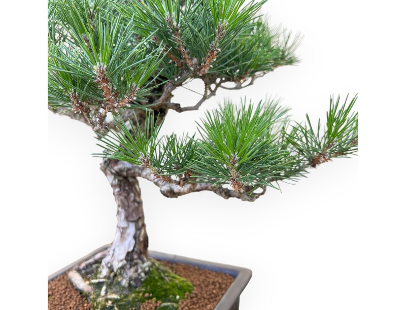 Pinus Thunbergii - Black Pine - 58 cm