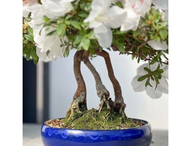 Rhododendron Indicum - 45 cm 2