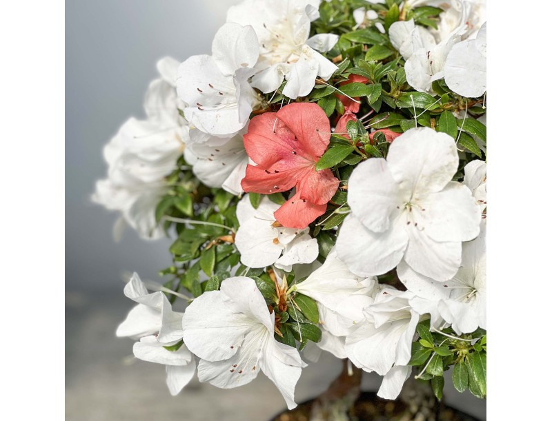 Rhododendron Indicum - Azalée - 45 cm