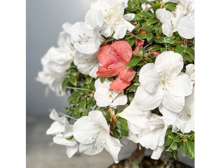 Rhododendron Indicum - 45 cm