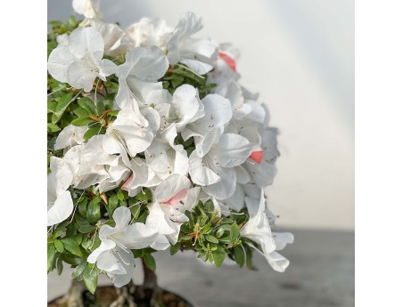 Rhododendron Indicum - 45 cm