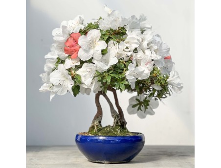 Rhododendron Indicum - Azalée - 45 cm