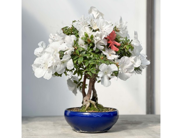 Rhododendron Indicum - Azalée - 45 cm