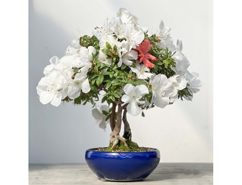 Rhododendron Indicum - Azalea - 45 cm