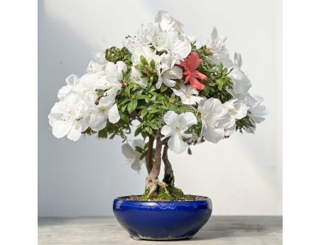 Rhododendron Indicum - 45 cm