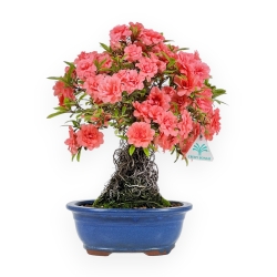 Rhododendron Indicum Komane - Azalea - 36 cm