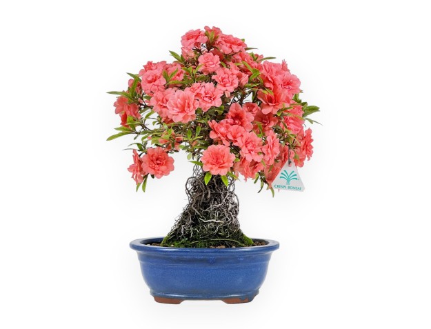Rhododendron Indicum Komane - Azalée - 36 cm
