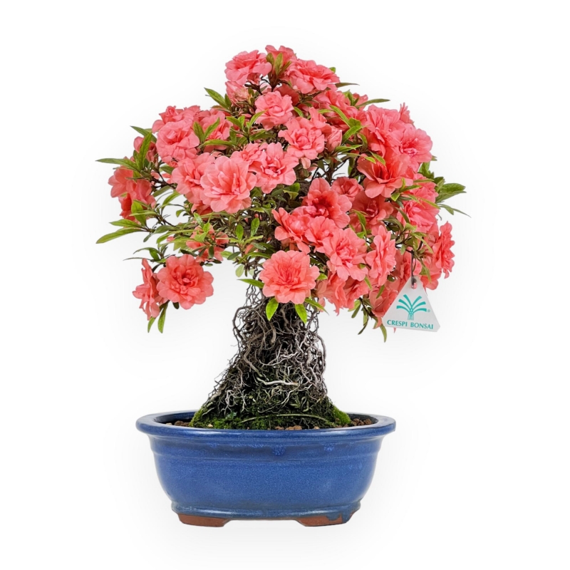 Rhododendron Indicum Komane - Azalea - 36 cm