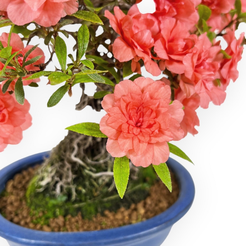 Rhododendron Indicum Komane - Azalea - 36 cm