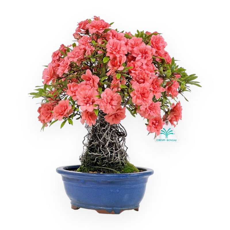 Rhododendron Indicum Komane - Azalea - 36 cm