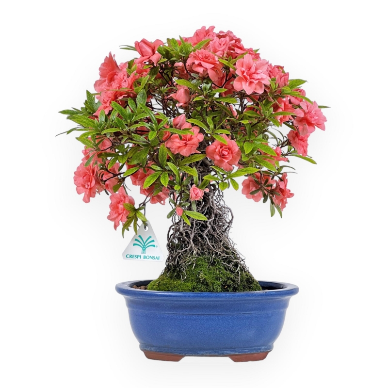 Rhododendron Indicum Komane - Azalea - 36 cm
