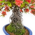 Rhododendron Indicum Komane - Azalea - 36 cm
