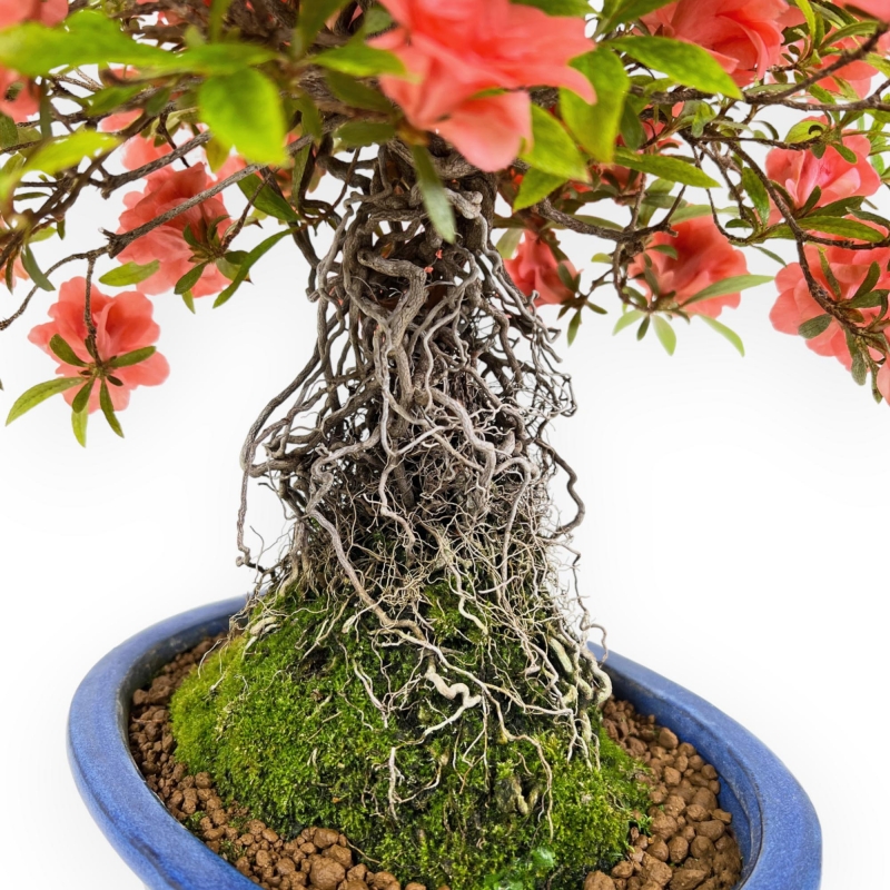 Rhododendron Indicum Komane - Azalea - 36 cm