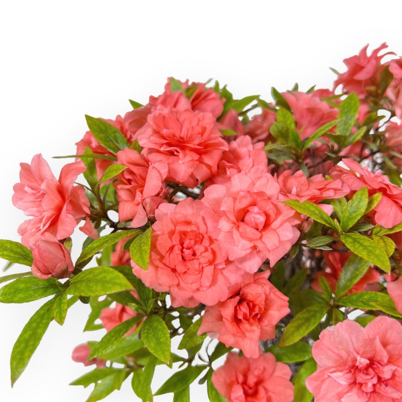 Rhododendron Indicum Komane - Azalea - 36 cm