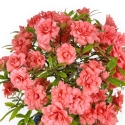 Rhododendron Indicum Komane - Azalea - 36 cm