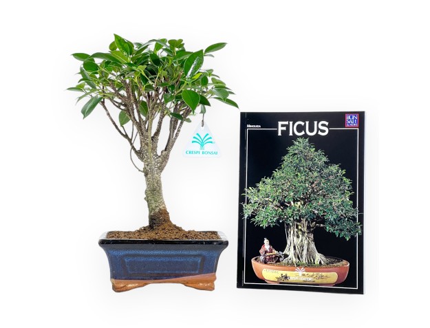 Ficus-set & Minigids