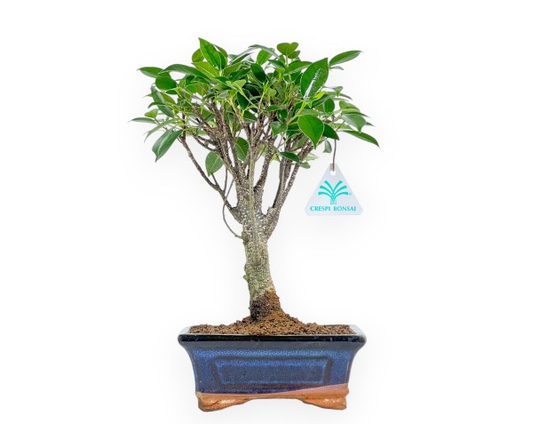 Set Ficus & Mini-guide 2