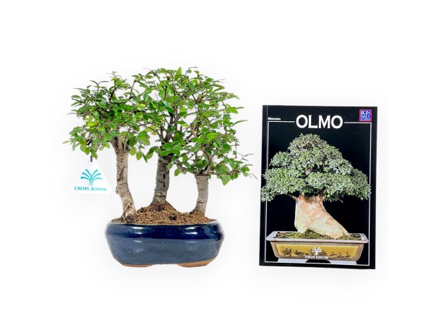 Set Elm & Saucer & Miniguide