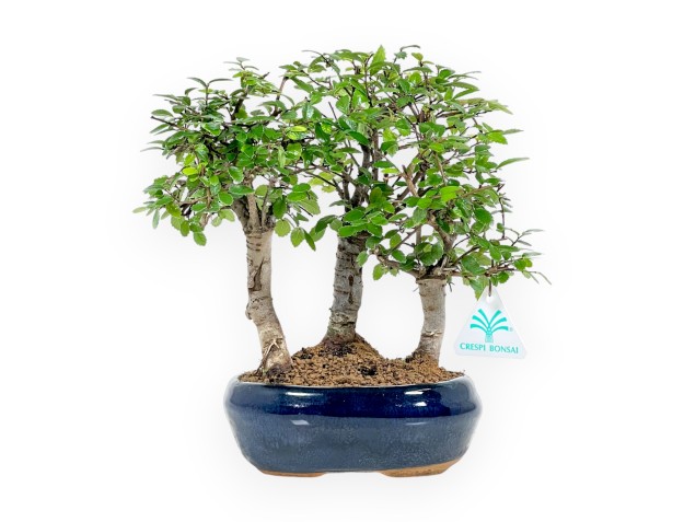 Set Elm & Miniguide 2