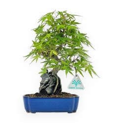 Acer Palmatum Viridis - Acero - 29 cm